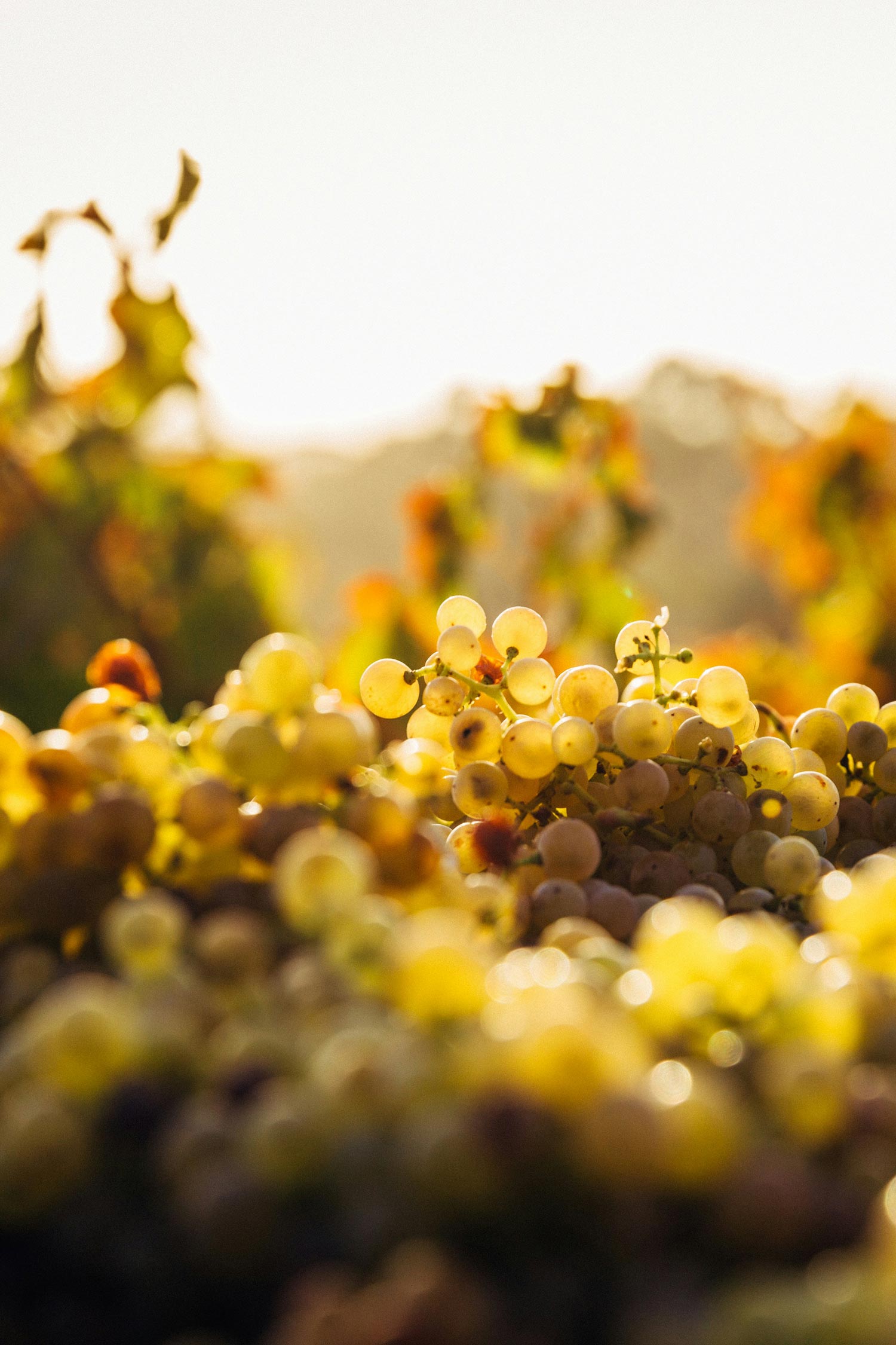 moustache community ride stuttgart 2025 wein